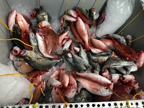 Best Fishing Mytle Beach SC